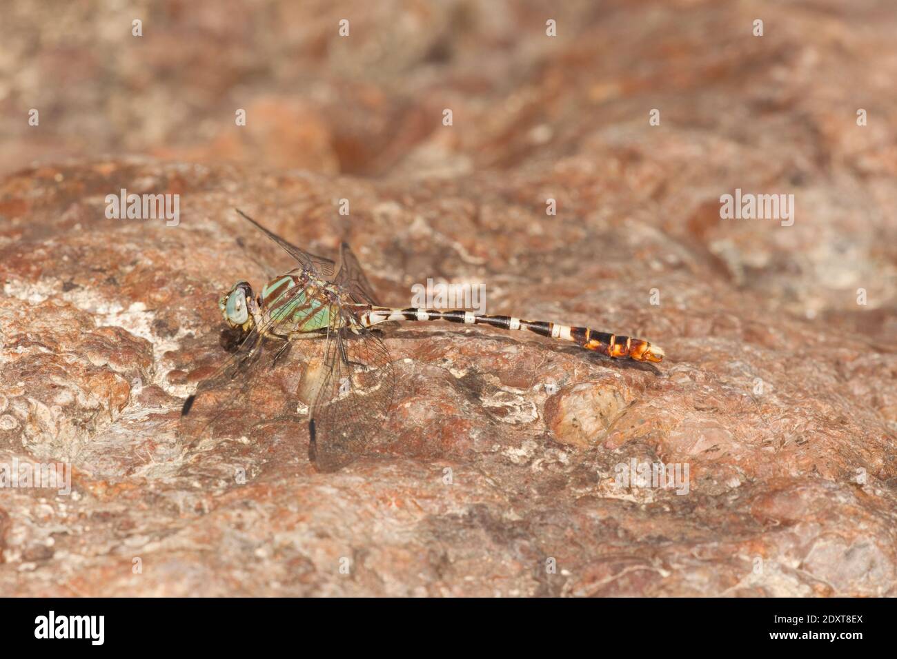 Serpent Ringtail Dragonfly macho, Erpetogomphus lampropeltis natrix, Gomphidae. Foto de stock