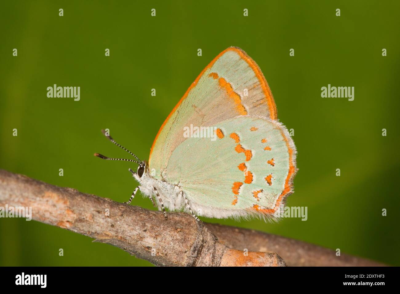 Mariposa de pelo de Arizona, Erora quaderna, Lycaenidae. Criado de larva alimentándose en hoja de roble. Imágenes de larva 18050308-18050322 en 5-6-18. Cachorro 5-1 Foto de stock