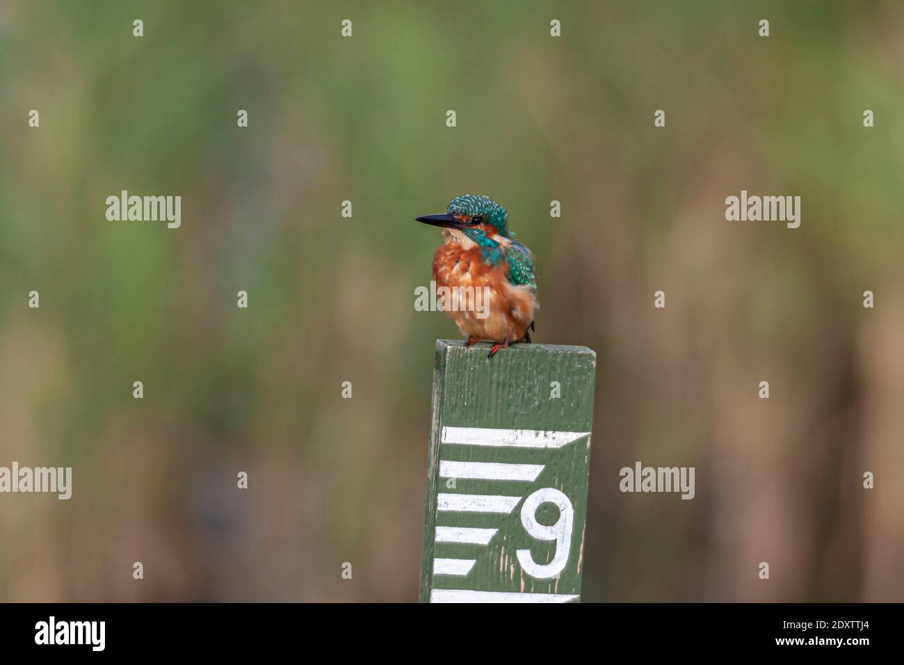 Kingfisher Alcedo athis Foto de stock