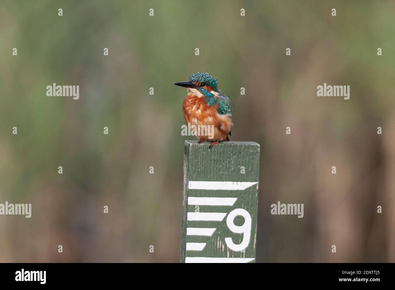 Kingfisher Alcedo athis Foto de stock