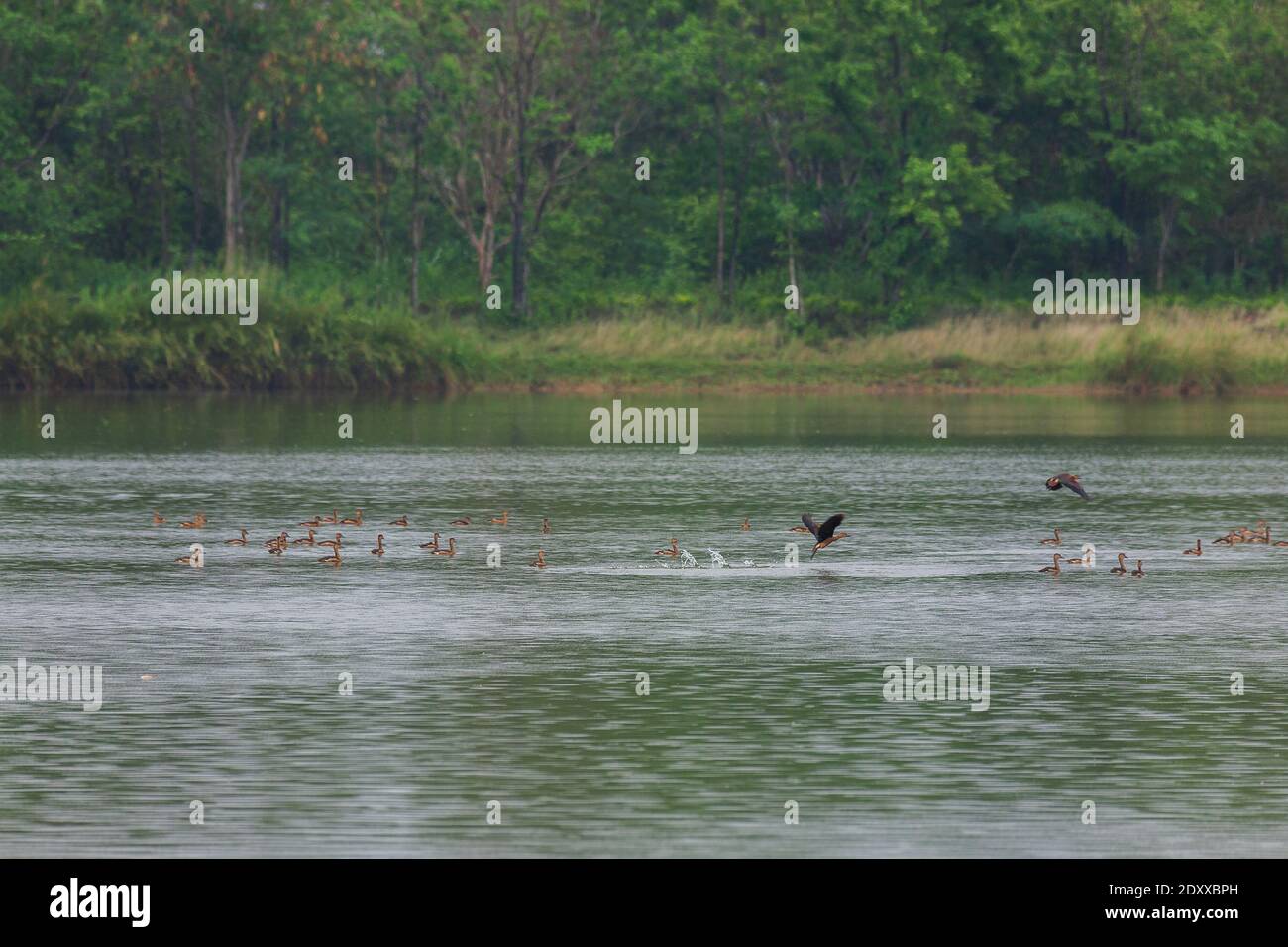 Hermoso grupo de Pato silbido menor volando y la actividad en lloviendo sobre la vida del lago y el medio ambiente de la selva tropical fondo de la naturaleza Foto de stock