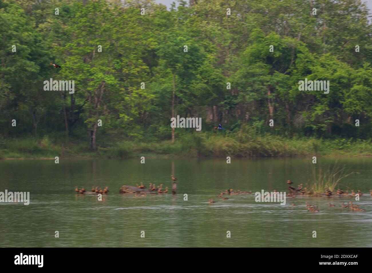 Hermoso grupo de Pato silbido menor volando y la actividad en lloviendo sobre la vida del lago y el medio ambiente de la selva tropical fondo de la naturaleza Foto de stock