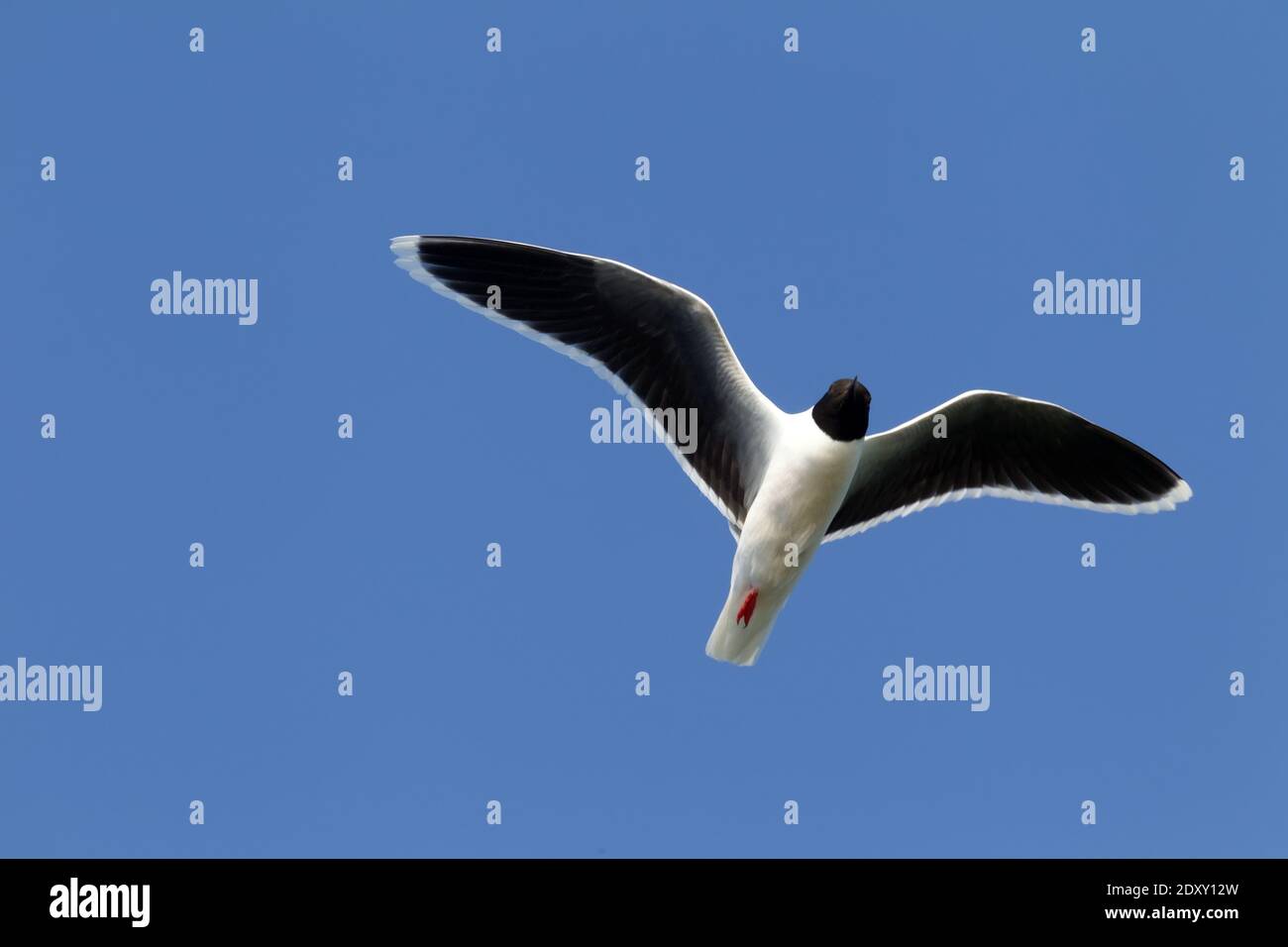 Para guía de campo a las aves. La gaviota pequeña (Larus minutus) en vuelo en el período de anidamiento, el plumaje de cría. Lago Ladoga. Vista inferior Foto de stock