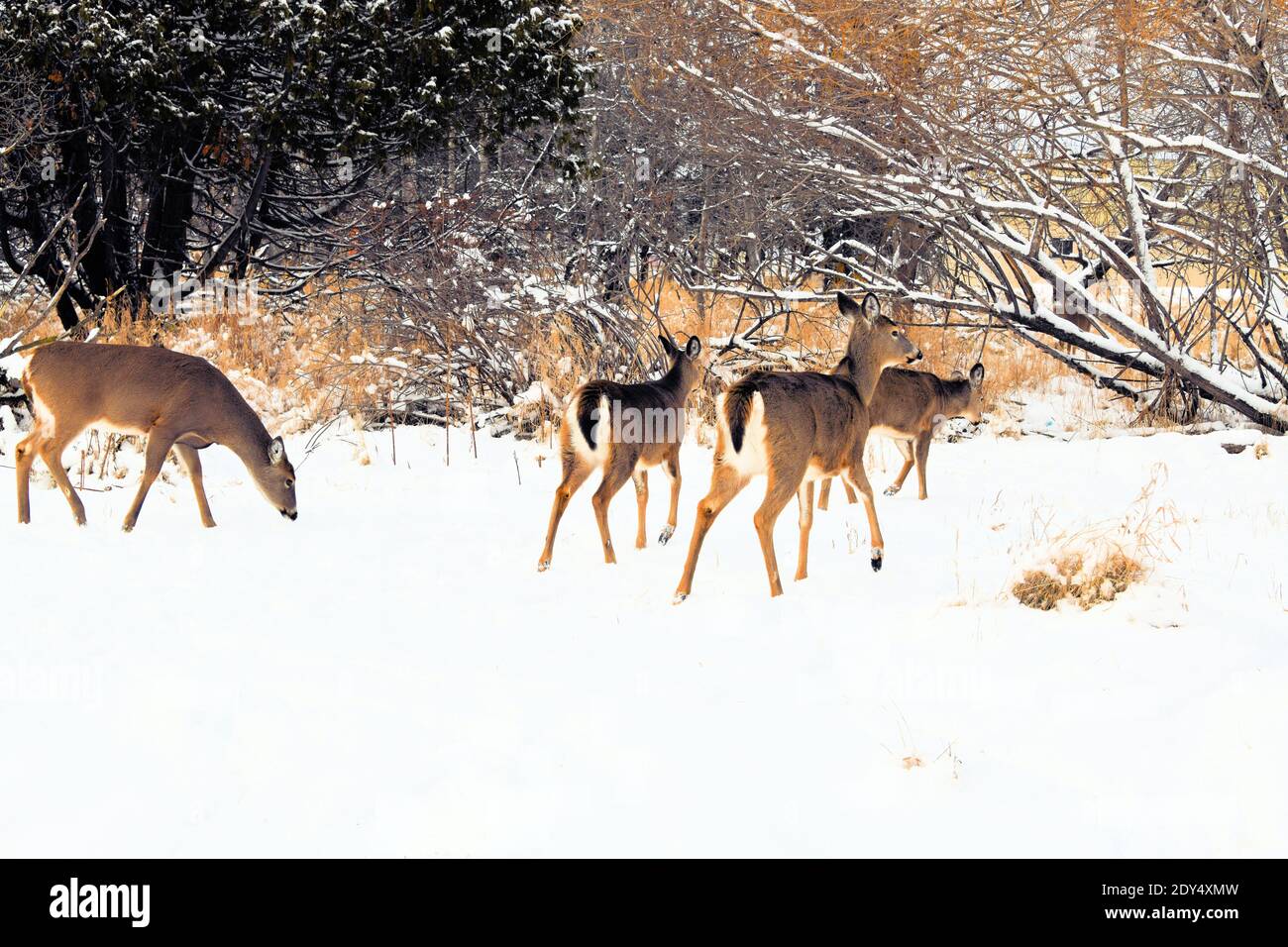 Cuatro ciervos de cola blanca en invierno en Mission Marsh en Thunder Bay, Ontario, Canadá. Foto de stock