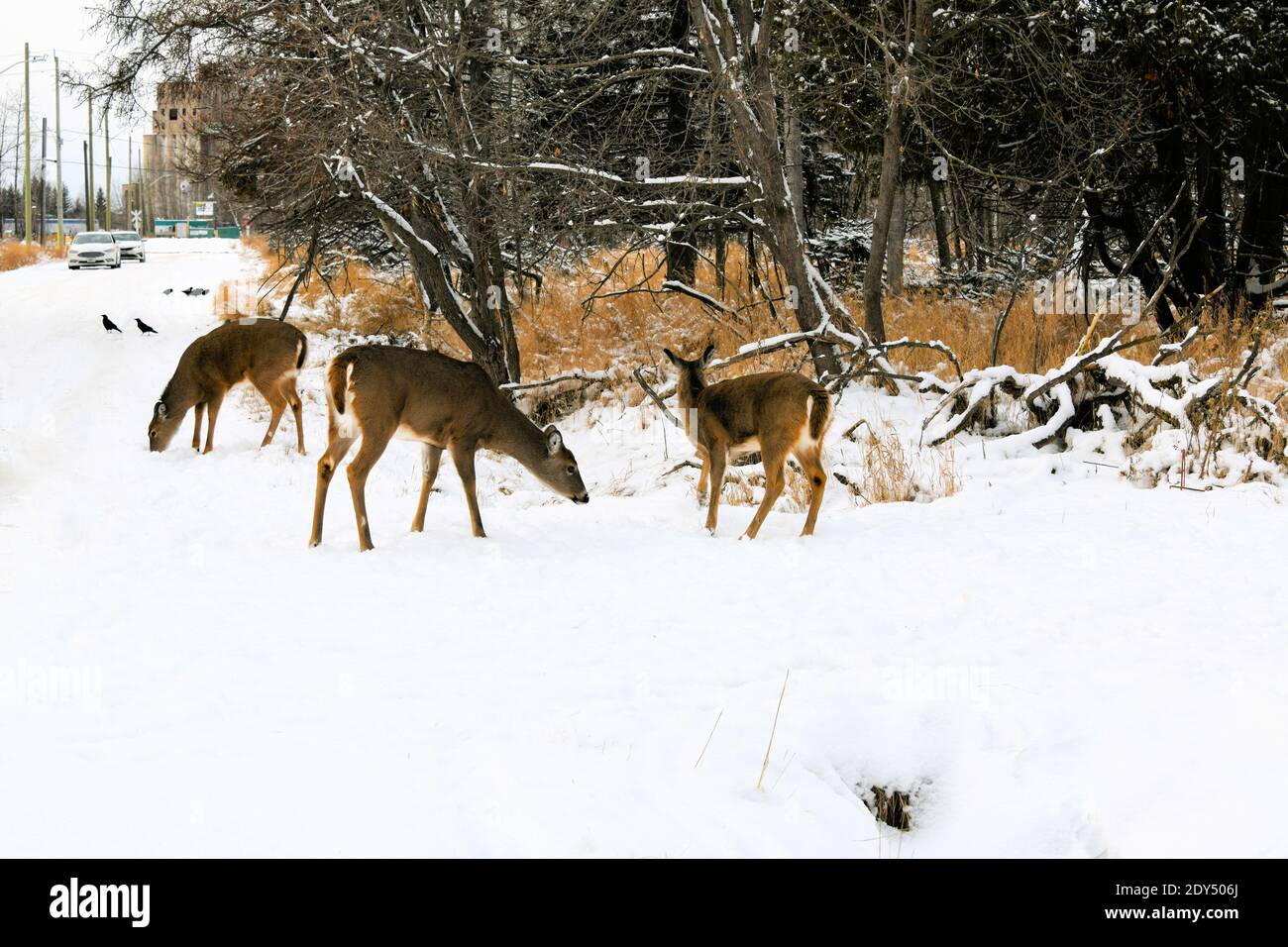 Tres ciervos que buscan comida en Mission Marsh, Thunder Bay, Ontario, Canadá. Foto de stock
