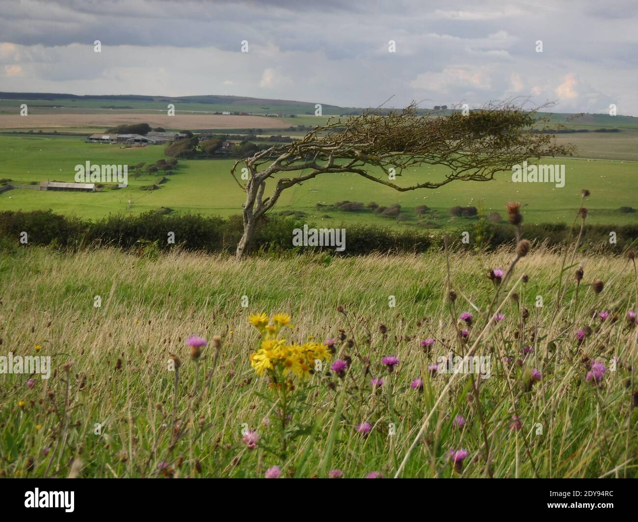 Arbol deformado fotografías e imágenes de alta resolución Alamy