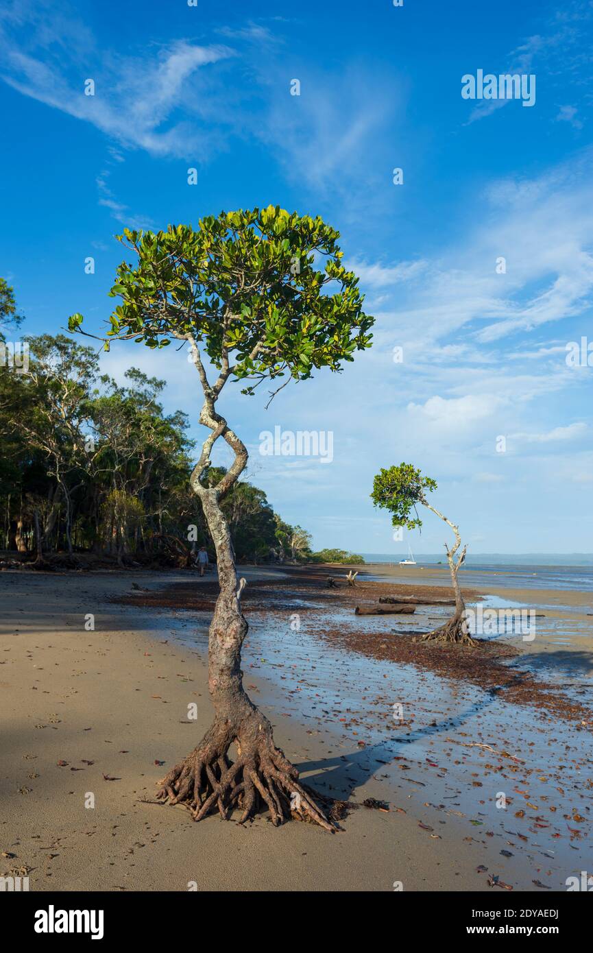Vista vertical de las raíces de los manglares costeros expuestos en la playa en marea baja, Poona, Región de la Costa Fraser, Queensland, Queensland, Queensland, Australia Foto de stock
