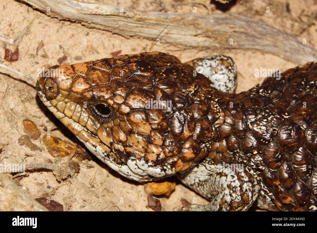 Lagarto de dos cabezas fotografías e imágenes de alta resolución Alamy