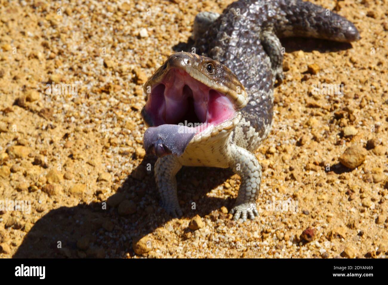 Lagarto de dos cabezas fotografías e imágenes de alta resolución Alamy
