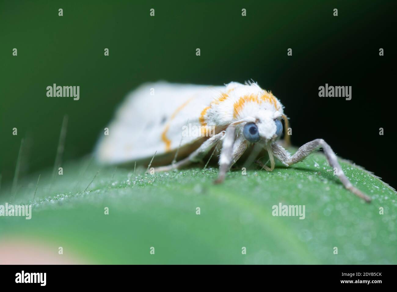 CYANA Flavalba Moth Foto de stock