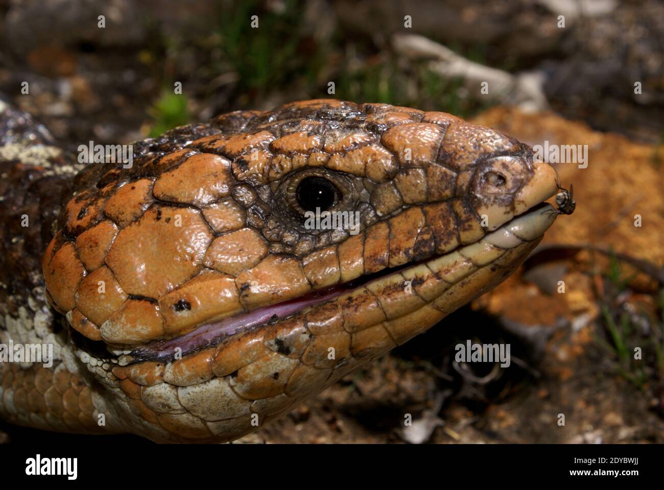 Lagarto de dos cabezas fotografías e imágenes de alta resolución Alamy