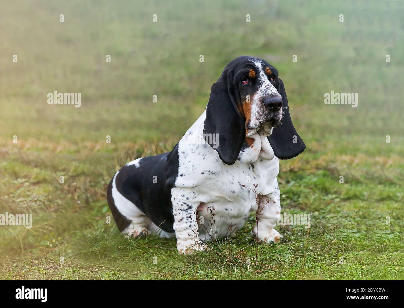 Perro con largas orejas fotografías e imágenes de alta resolución - Alamy