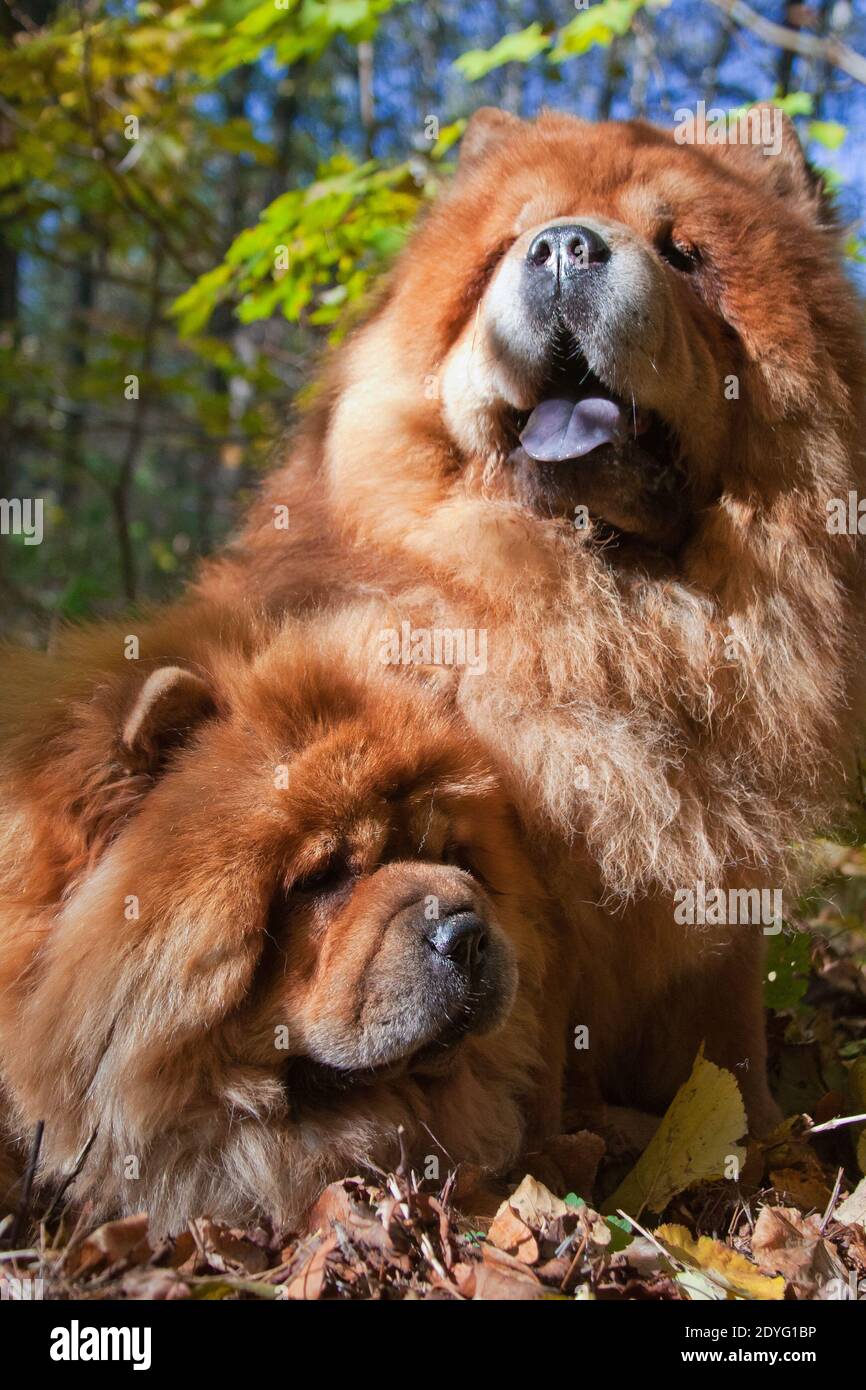 Pie Grande Chow Chow Perro Camiseta Perros Productos Para Mascotas Thebirthgeeks Com
