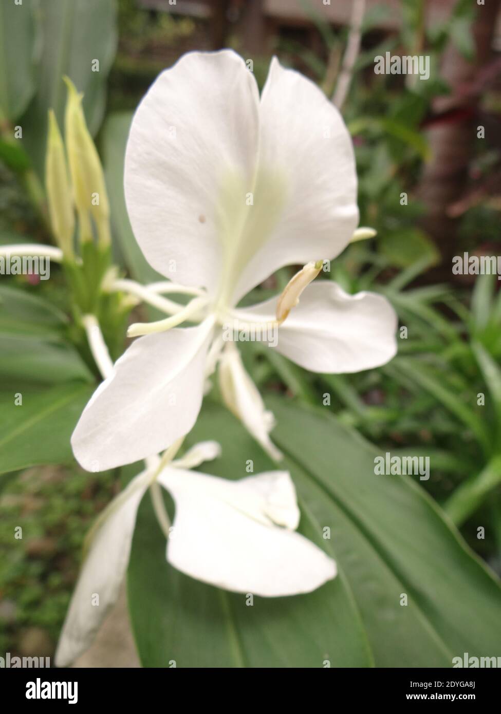 Un tiro vertical de flores blancas de lirio de la mariposa que crecen adentro el jardín Foto de stock