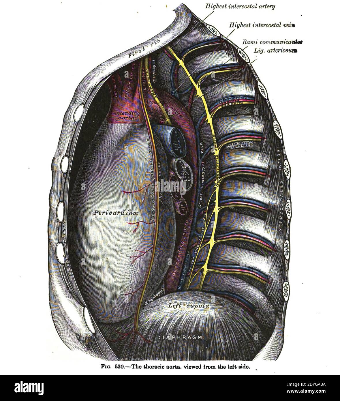 Dibujo anatómico vertical y texto de la aorta torácica, del siglo XIX  Fotografía de stock - Alamy