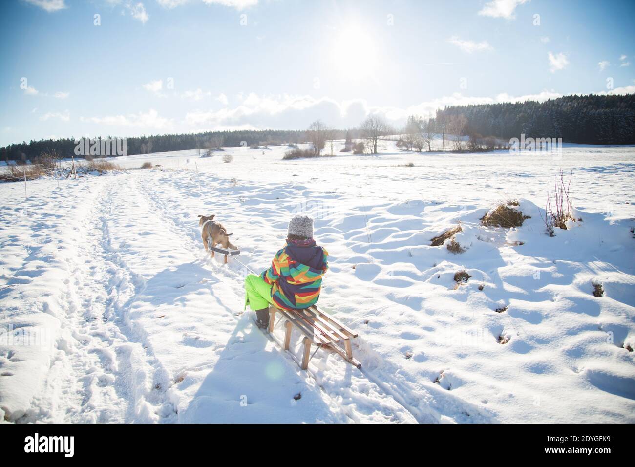 Perro tirando de niño en un trineo en un soleado día de invierno, diversión en la nieve Foto de stock