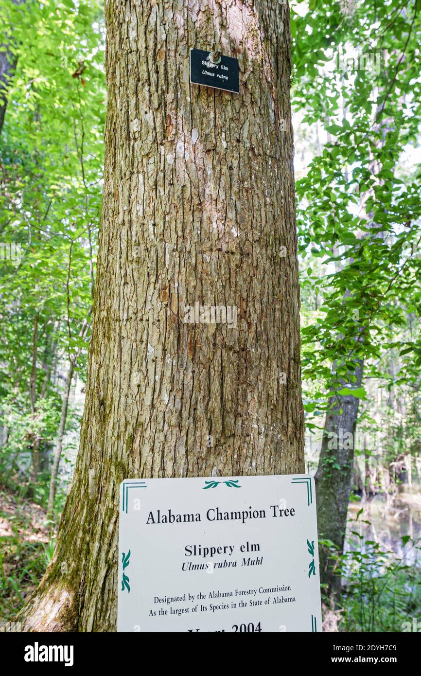 Alabama Marion Perry Lakes Park madera dura bosque inundable, Champion Tree resbaladizo olmo, Foto de stock