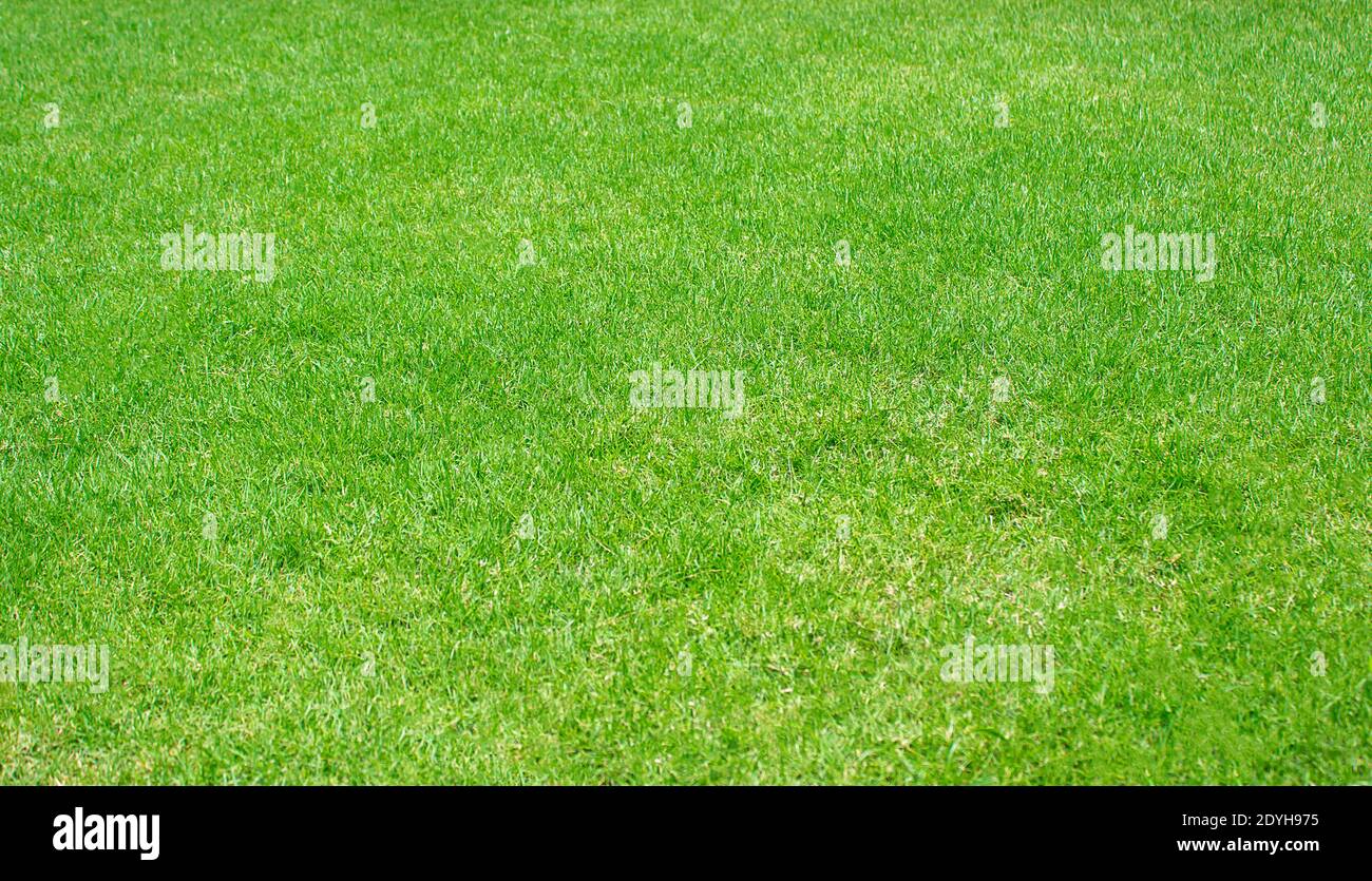 Verde césped patrón fondo texturizado, verde fresco cuidado césped de cerca Foto de stock