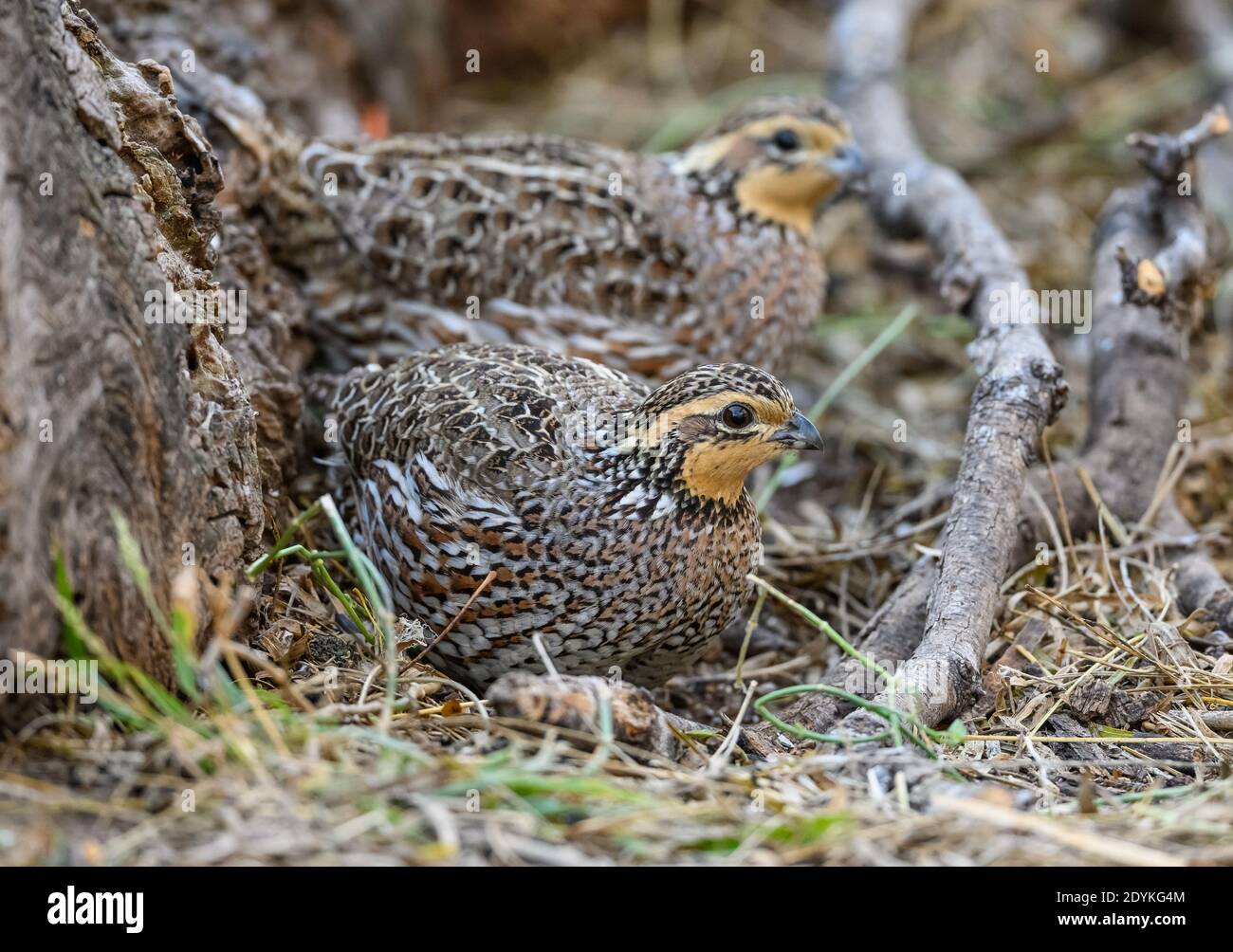 Dos Norteño Bobwhite (Colinus virginianus) forrajeo de codorniz en el suelo. Parque Estatal del Cañón del choke, Texas, Estados Unidos. Foto de stock