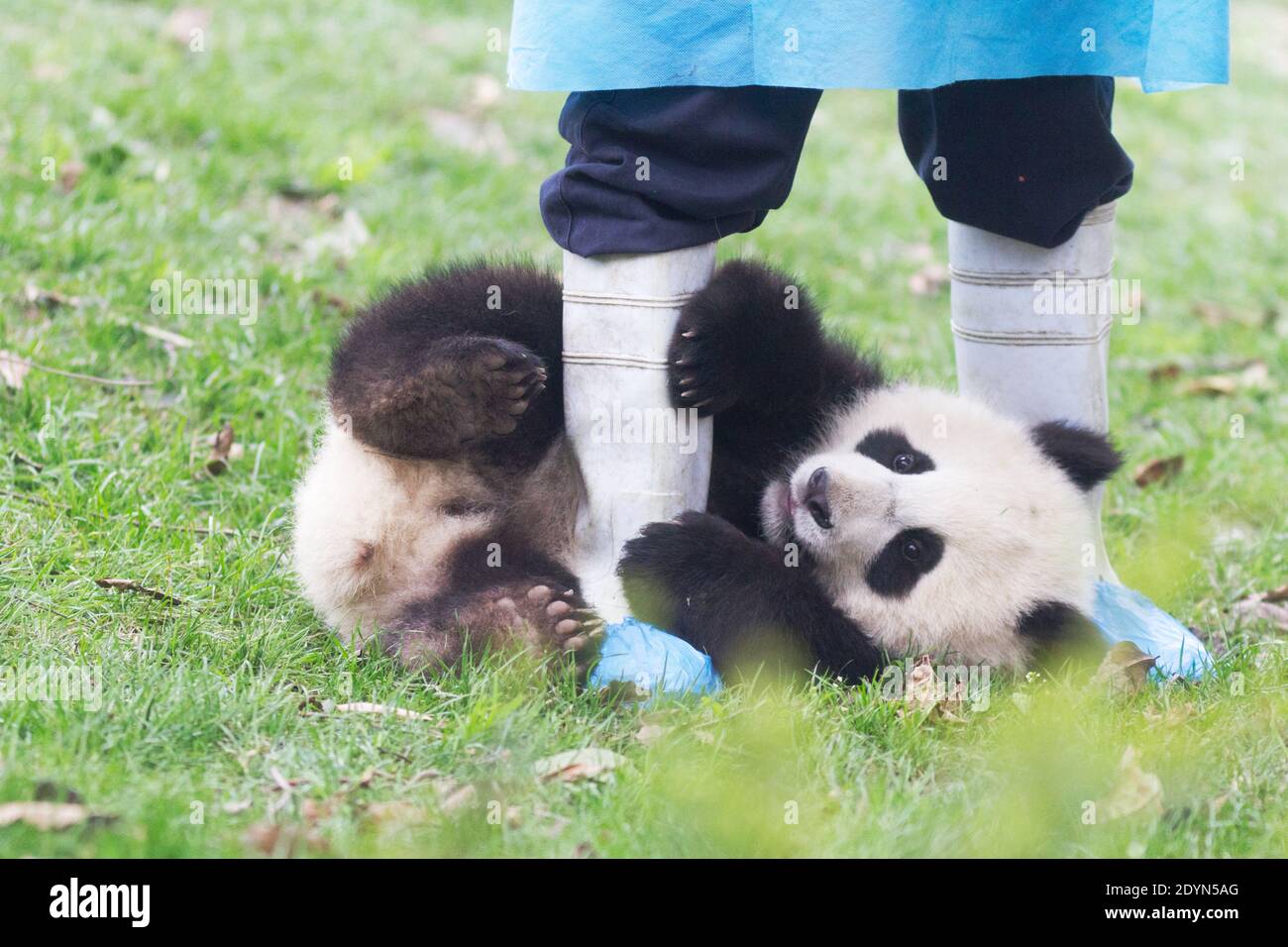 Joven panda juguetona y piernas de un cuidador en la Base de Investigación de Chengdu de Crianza de Panda Gigante. Foto de stock