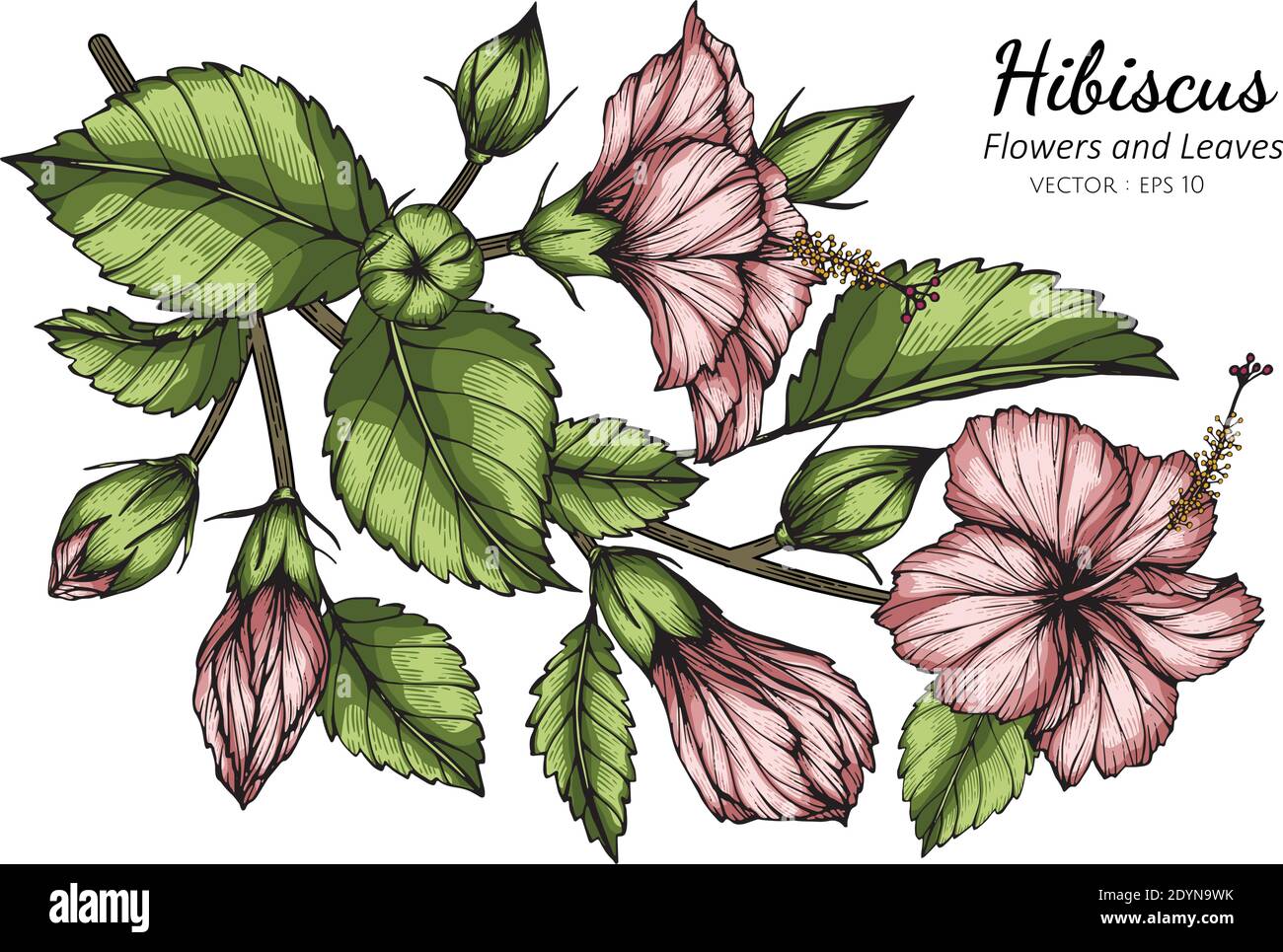 Dibujo de flores y hojas de Hibiscus rosa con arte lineal sobre fondos  blancos Imagen Vector de stock - Alamy
