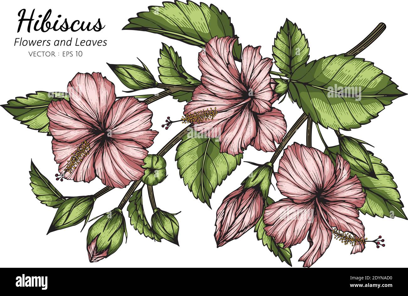 Dibujo de flores y hojas de Hibiscus rosa con arte lineal sobre fondos blancos Imagen Vector de stock - Alamy Dibujo de flores y hojas de Hibiscus rosa con arte lineal sobre fondos blancos Imagen Vector de stock - Alamy