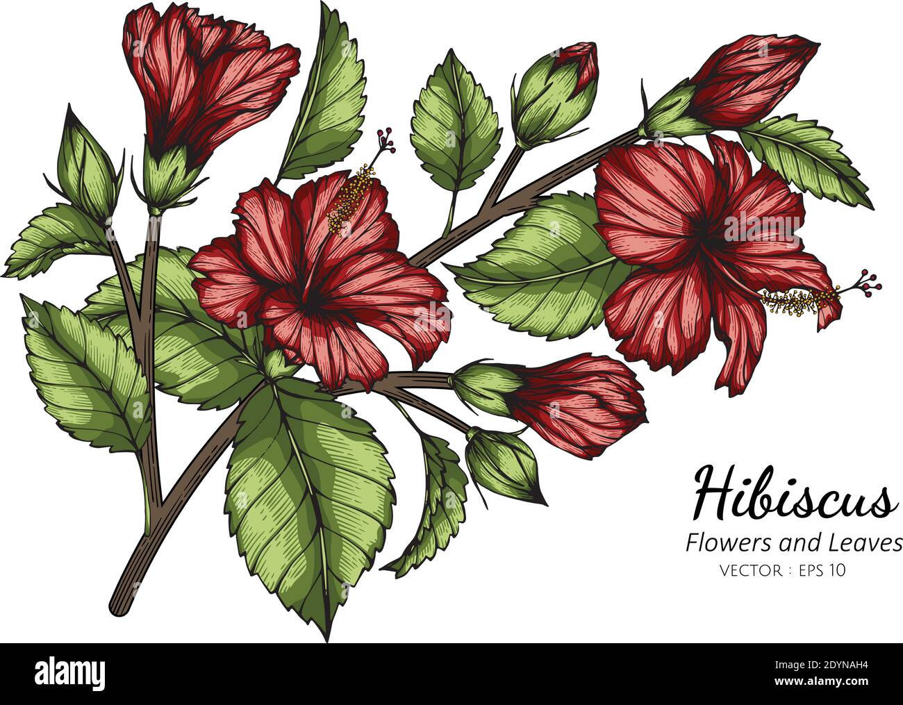 Dibujo de flores y hojas de hibisco rojo con arte lineal sobre fondos blancos Imagen Vector de stock - Alamy Dibujo de flores y hojas de hibisco rojo con arte lineal sobre fondos blancos Imagen Vector de stock - Alamy