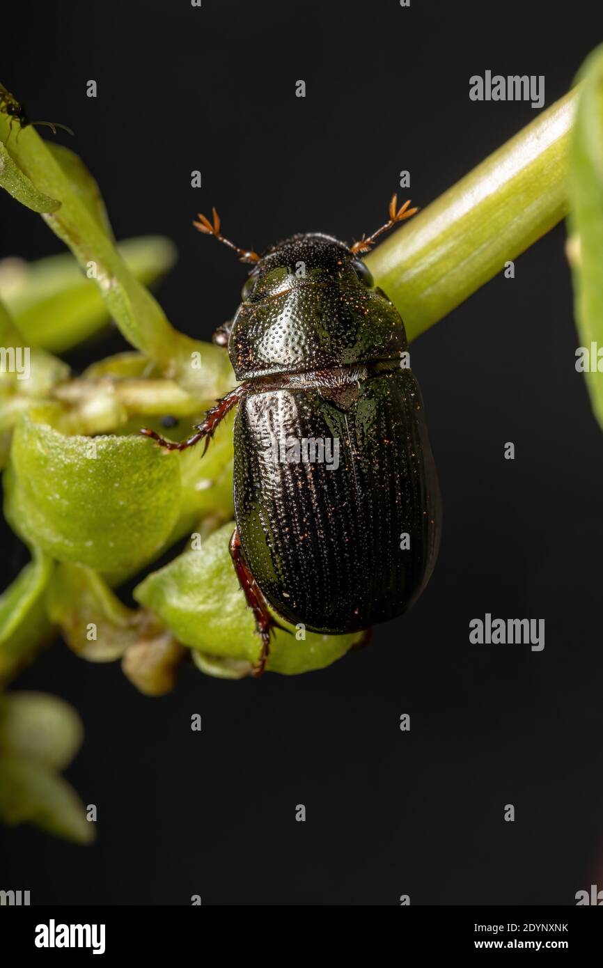 Adulto June Beetle de la Subfamilia Melolonthinae Foto de stock