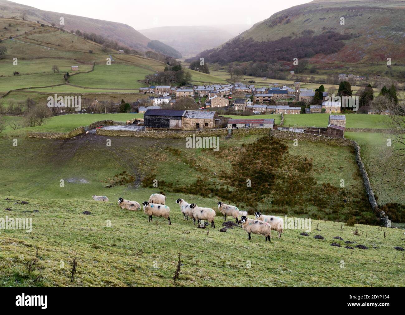 Un día de invierno en Swaledale, Yorkshire Dales National Park, Reino Unido. Las ovejas pastan en el primer plano y el pueblo de Muker se ve en la distancia media. Foto de stock