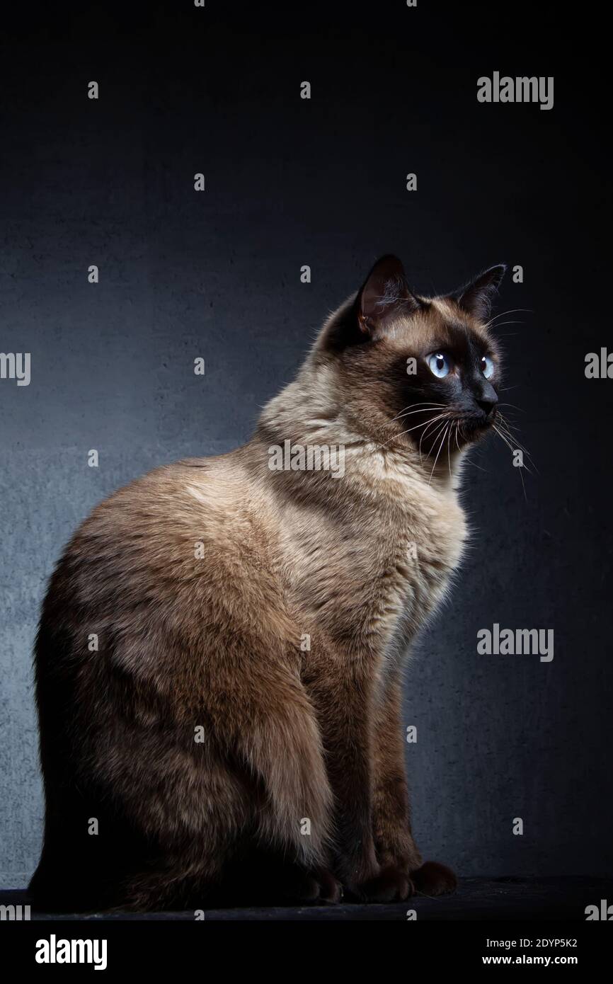 El gato siamés se sienta sobre un fondo gris-negro. Un hermoso animal. El  gato está de lado Fotografía de stock - Alamy