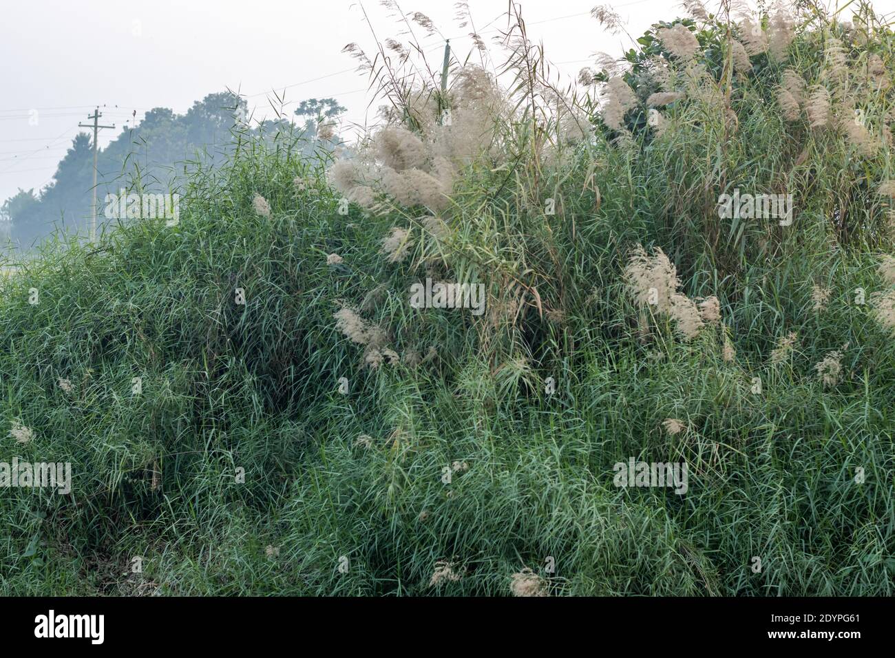 Hierbas verdes con flores blancas al lado del estanque Foto de stock
