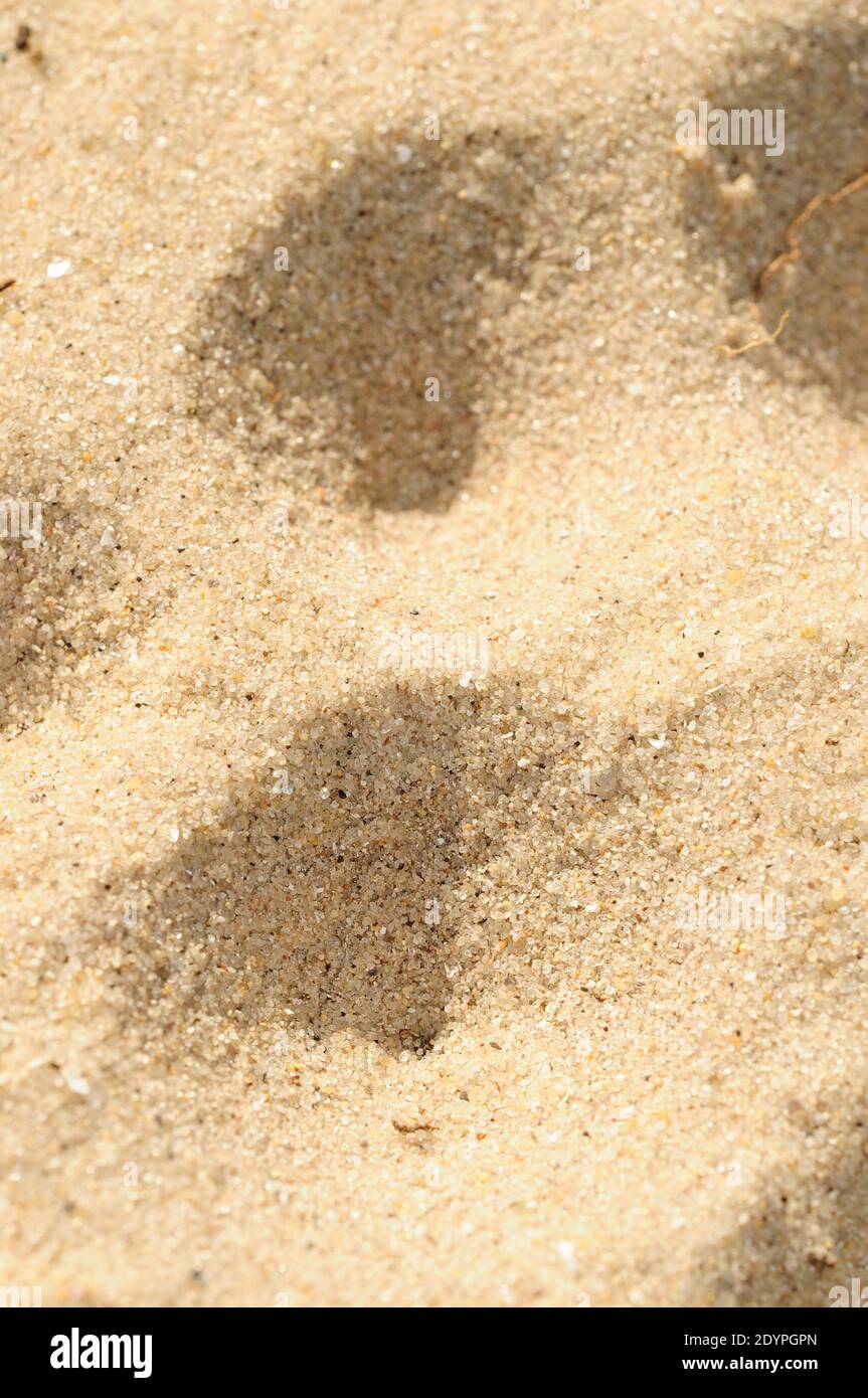 Antlion ninfa pit (Myrmeleon formicarius) Foto de stock