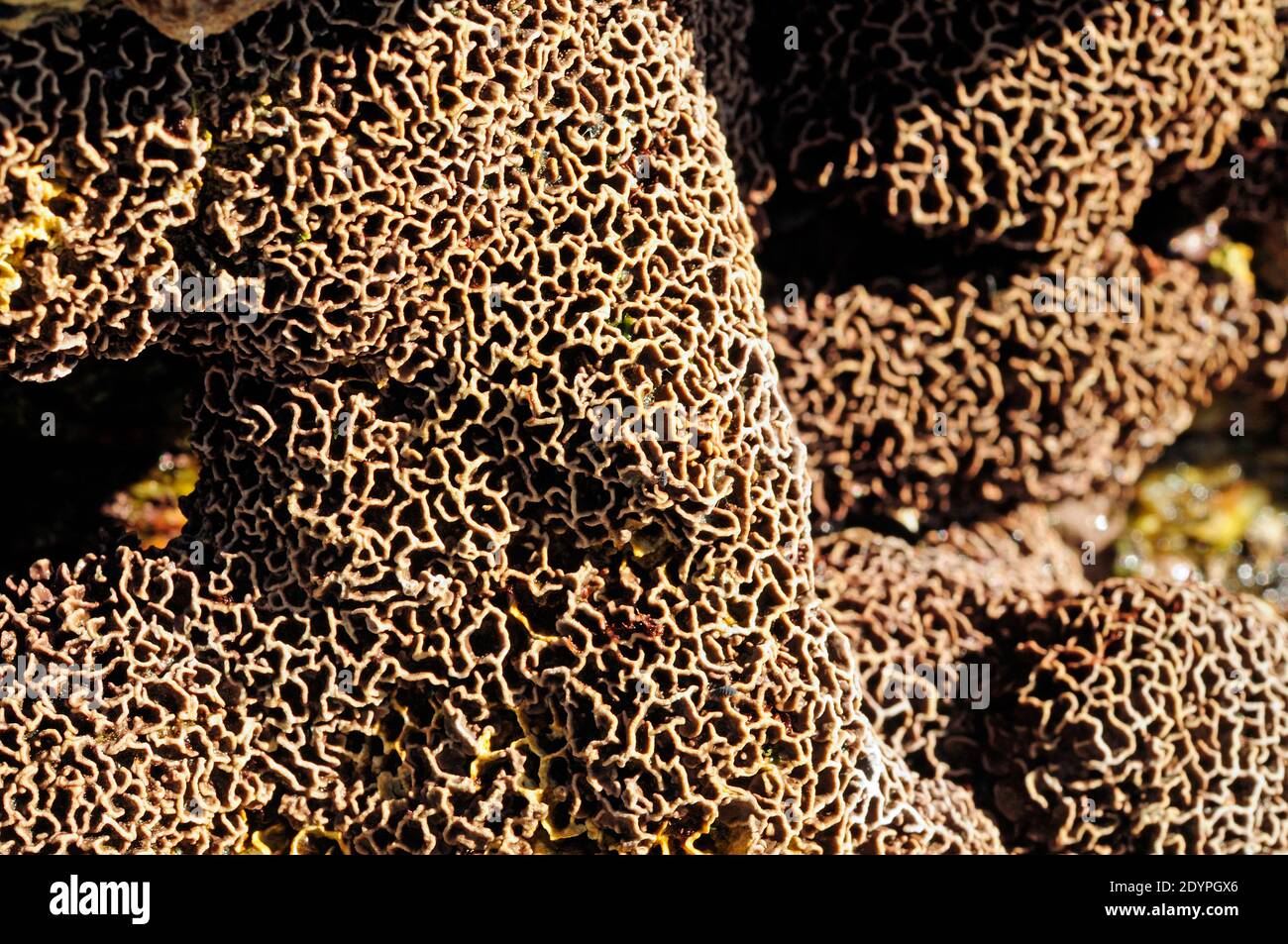 Algal coralino (Litophyllum tortuosum) Foto de stock