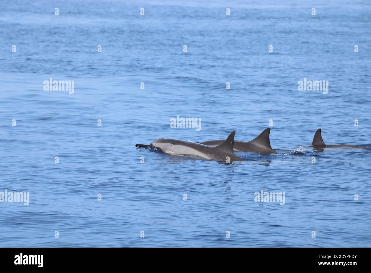 Delfines hawaianos nadan en el mar sealife Foto de stock