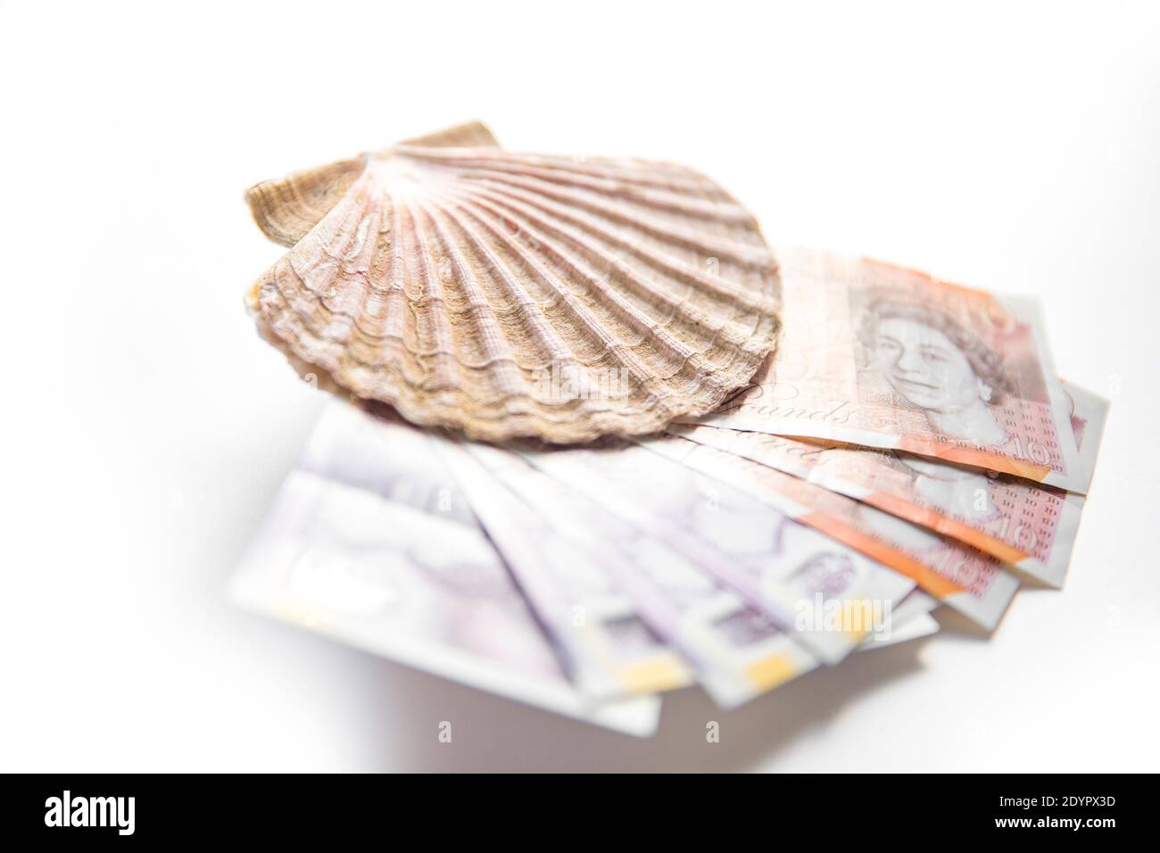 Una concha de rey, P. maximus con notas de diez y veinte libras. Concepto de imagen del Brexit para el valor de la industria pesquera y de mariscos del Reino Unido. Inglaterra Reino Unido GB Foto de stock