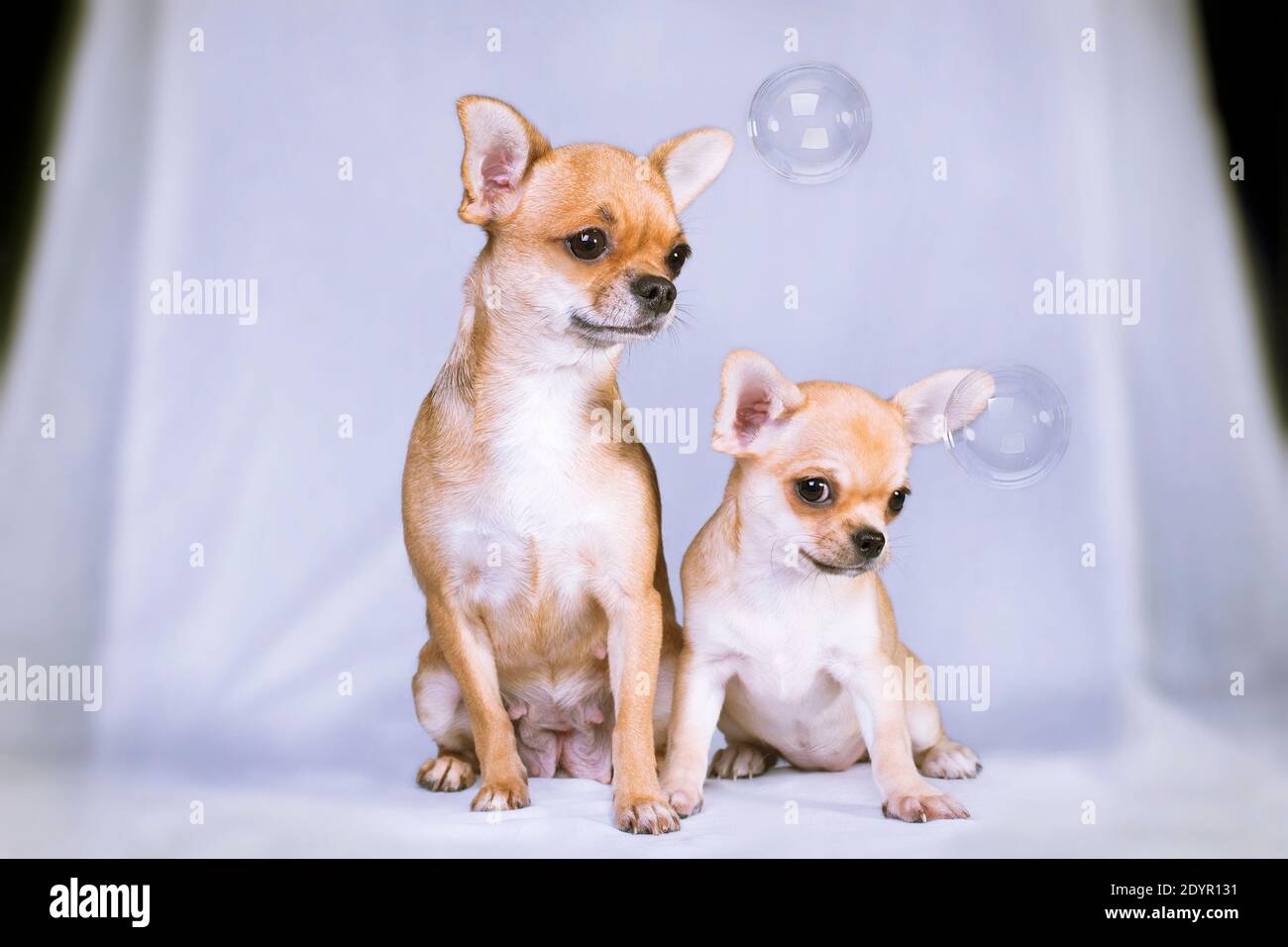 Dos cachorros de puppy blanco Chihuahua, mamá e hija, están sentados en el  interior, cerca de burbujas de jabón y todo esto sobre un fondo blanco  Fotografía de stock - Alamy