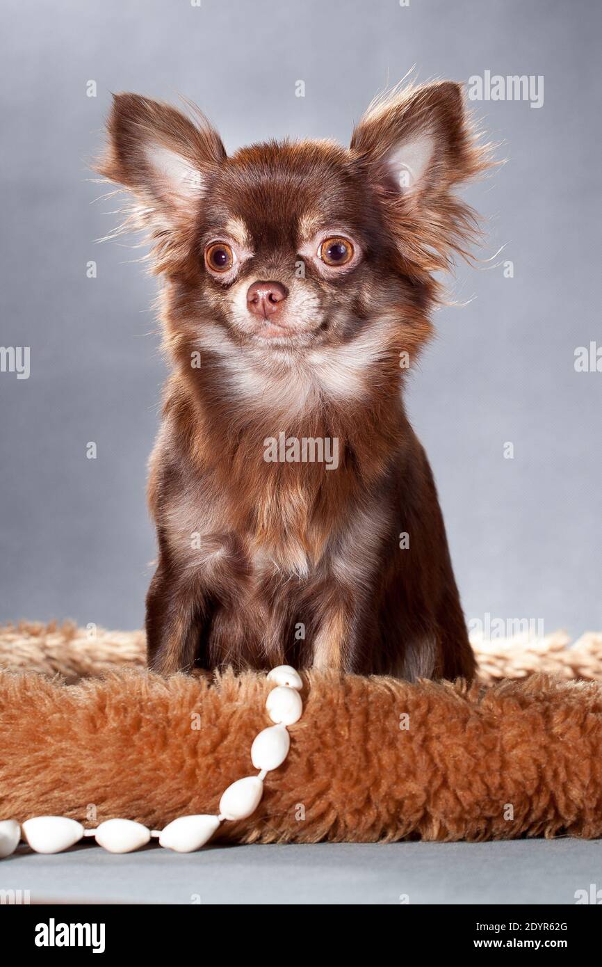Perro marrón y esponjoso de chihuahua en un sofá rojo una perla sobre un  fondo gris en un estudio en el interior Fotografía de stock - Alamy