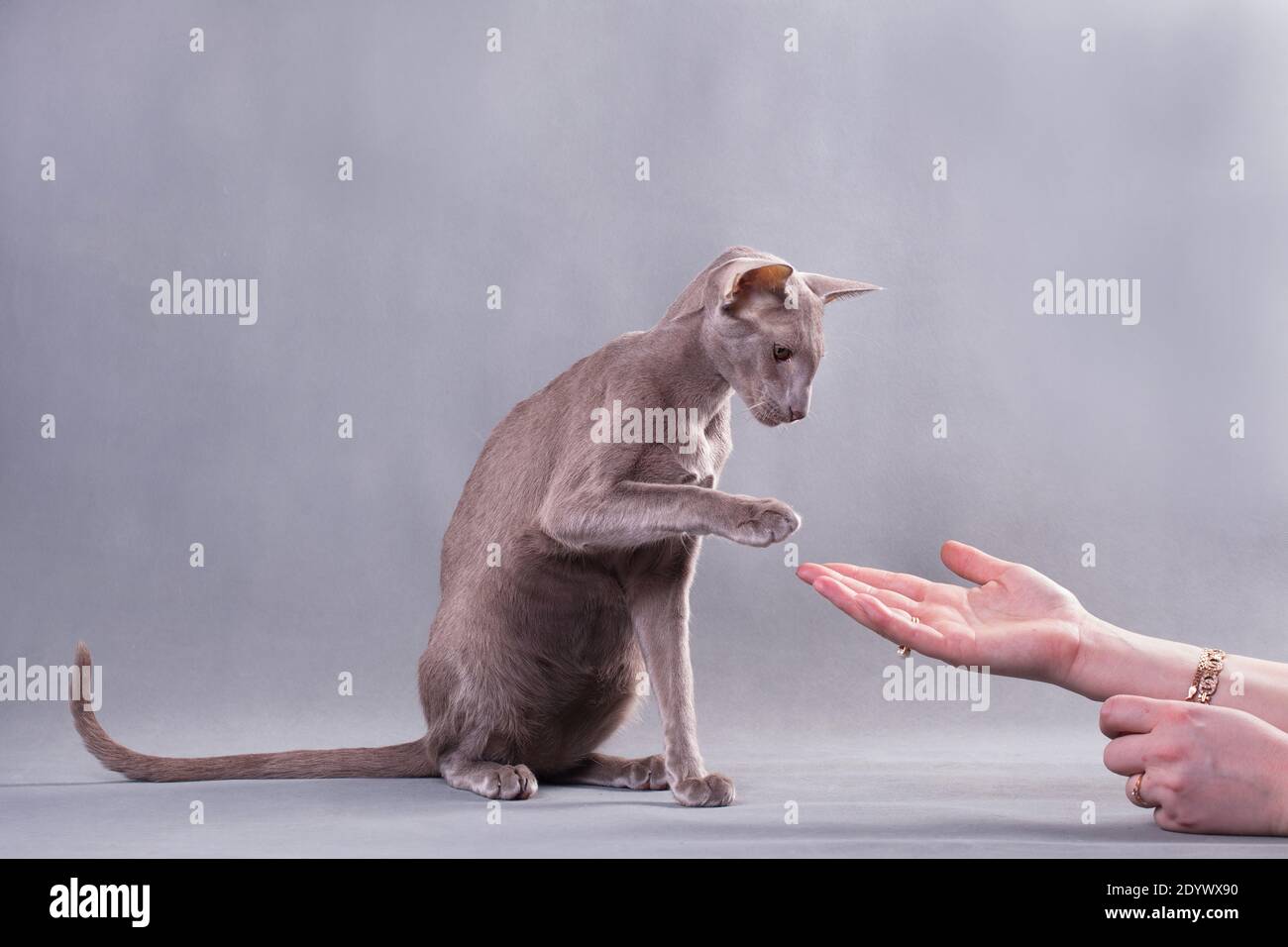 Foto horizontal de hermoso gato oriental elegante sobre un gris el fondo en el estudio toca la mano de un hombre Foto de stock