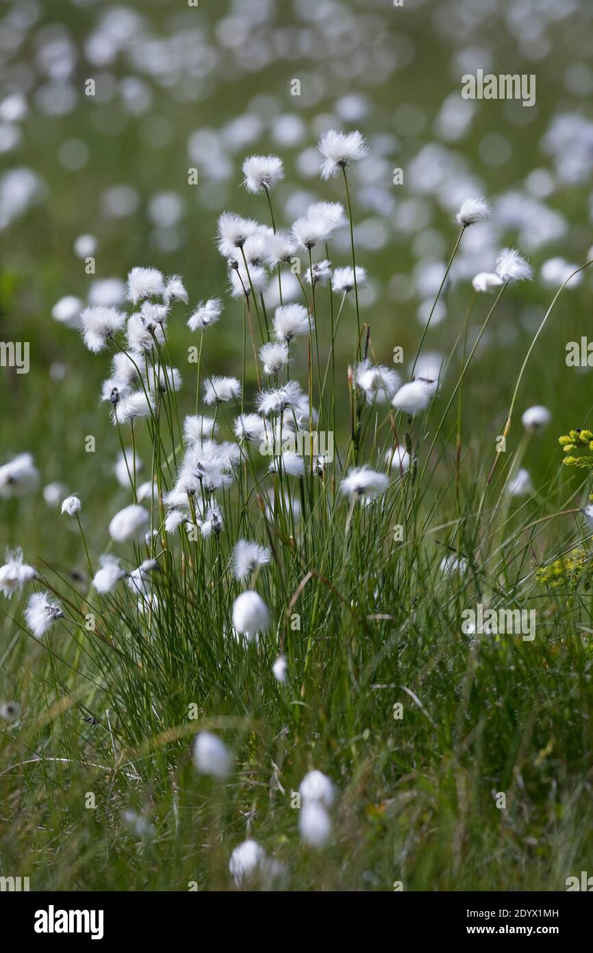 Scheiden-Wollgras, Scheidenwollgras, Moor-Wollgras, Scheidiges Wollgras, Schneiden-Wollgras, Wollgras, Wollgräser, eriophorum vaginatum, cola de liebre c Foto de stock