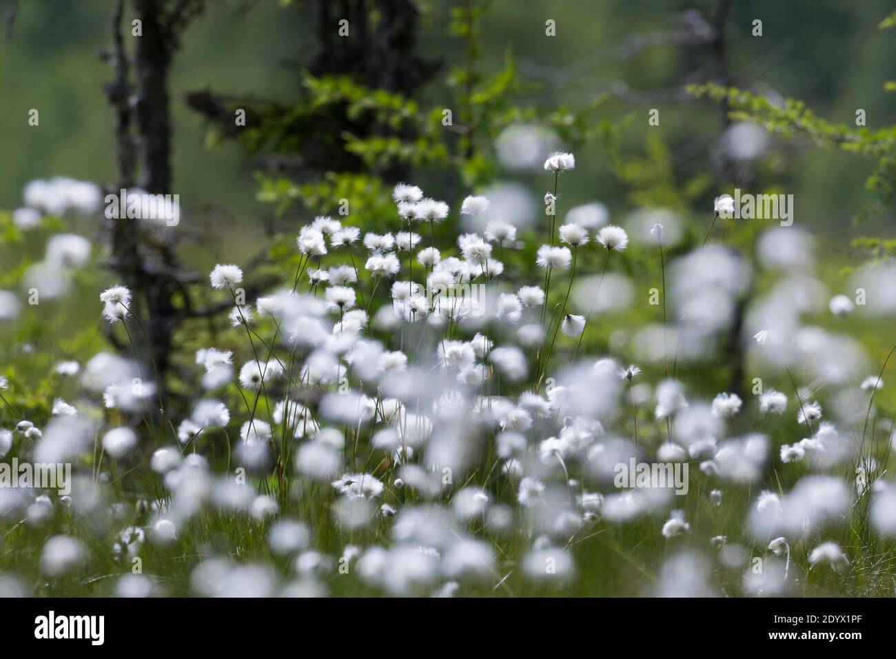 Scheiden-Wollgras, Scheidenwollgras, Moor-Wollgras, Scheidiges Wollgras, Schneiden-Wollgras, Wollgras, Wollgräser, eriophorum vaginatum, cola de liebre c Foto de stock