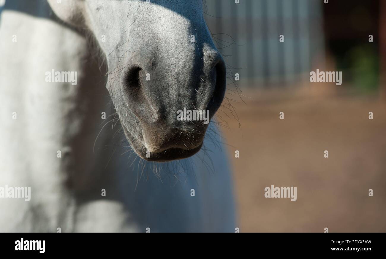 Hocico caballo fotografías e imágenes de alta resolución Alamy