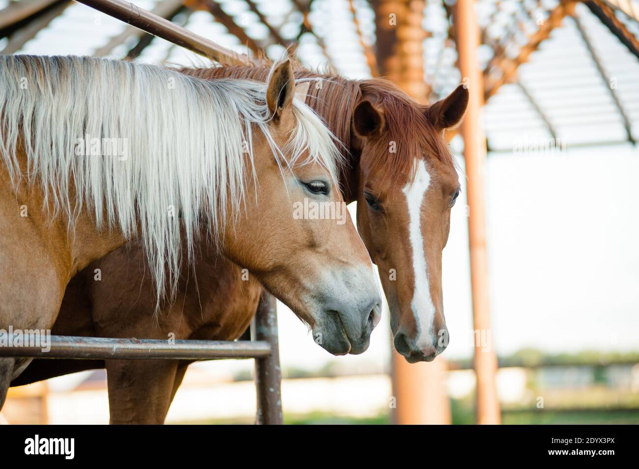 dos caballos jóvenes comunicándose, tiro de closeup Foto de stock