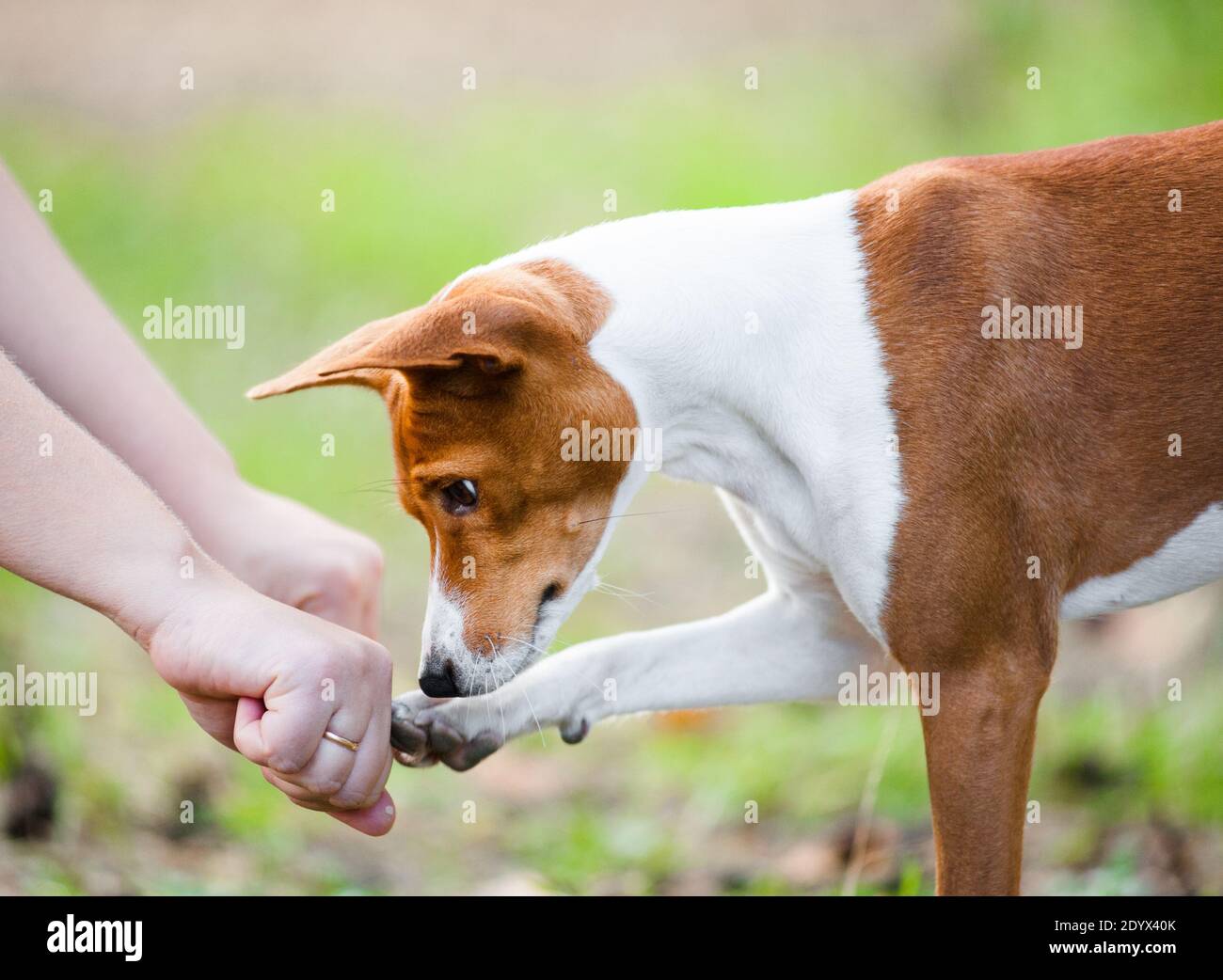 Concepto: El perro joven basenji adivina qué mano del dueño esconde los golosinas Foto de stock