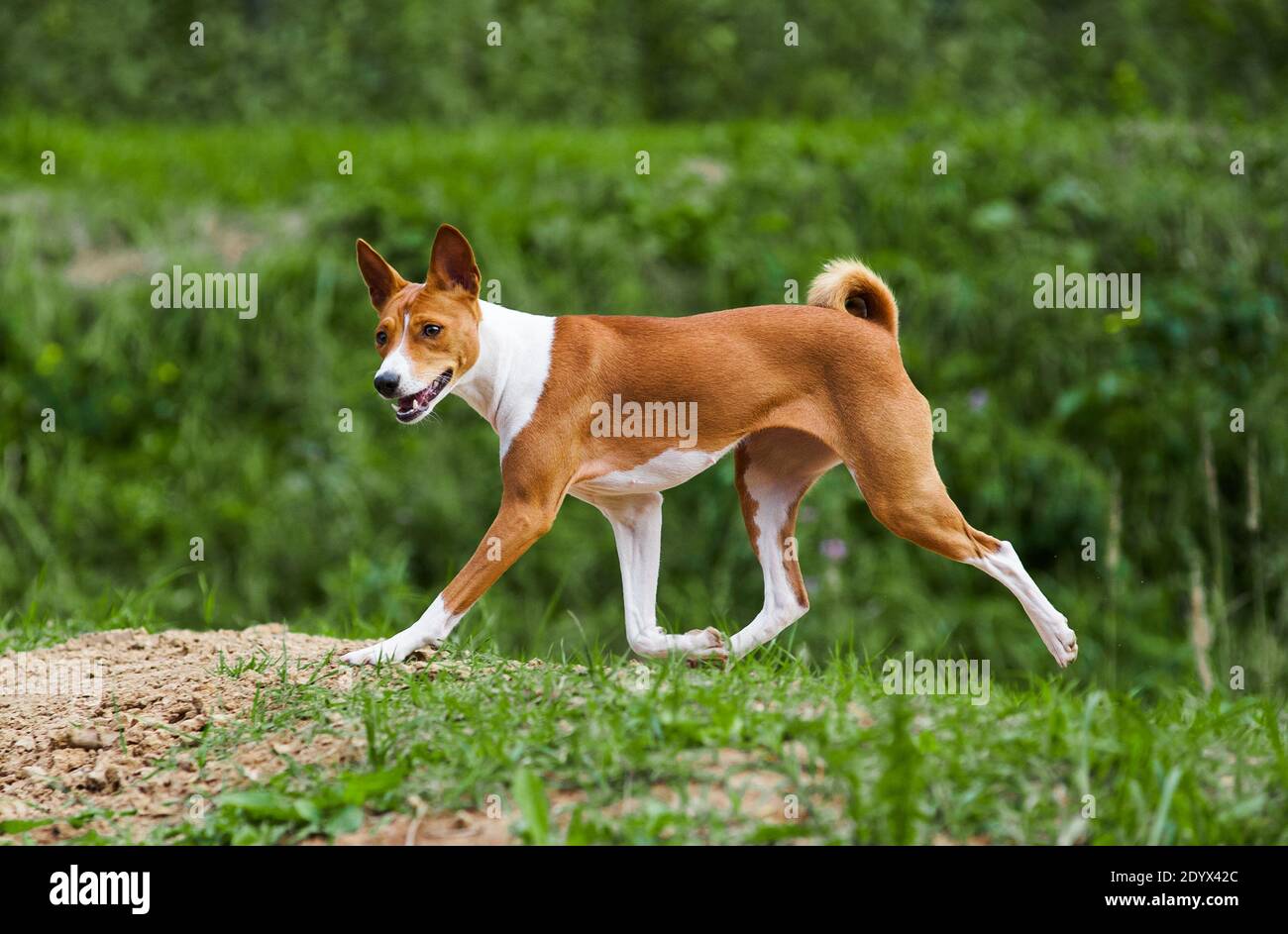 joven perro basenji de 1 año trotando en el bosque Foto de stock