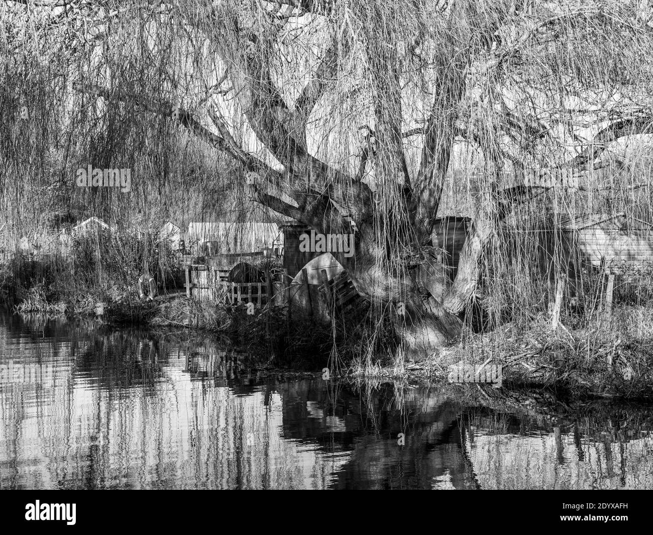 Arbol de sauce lloron blanco y negro Fotos e Imágenes de stock Alamy