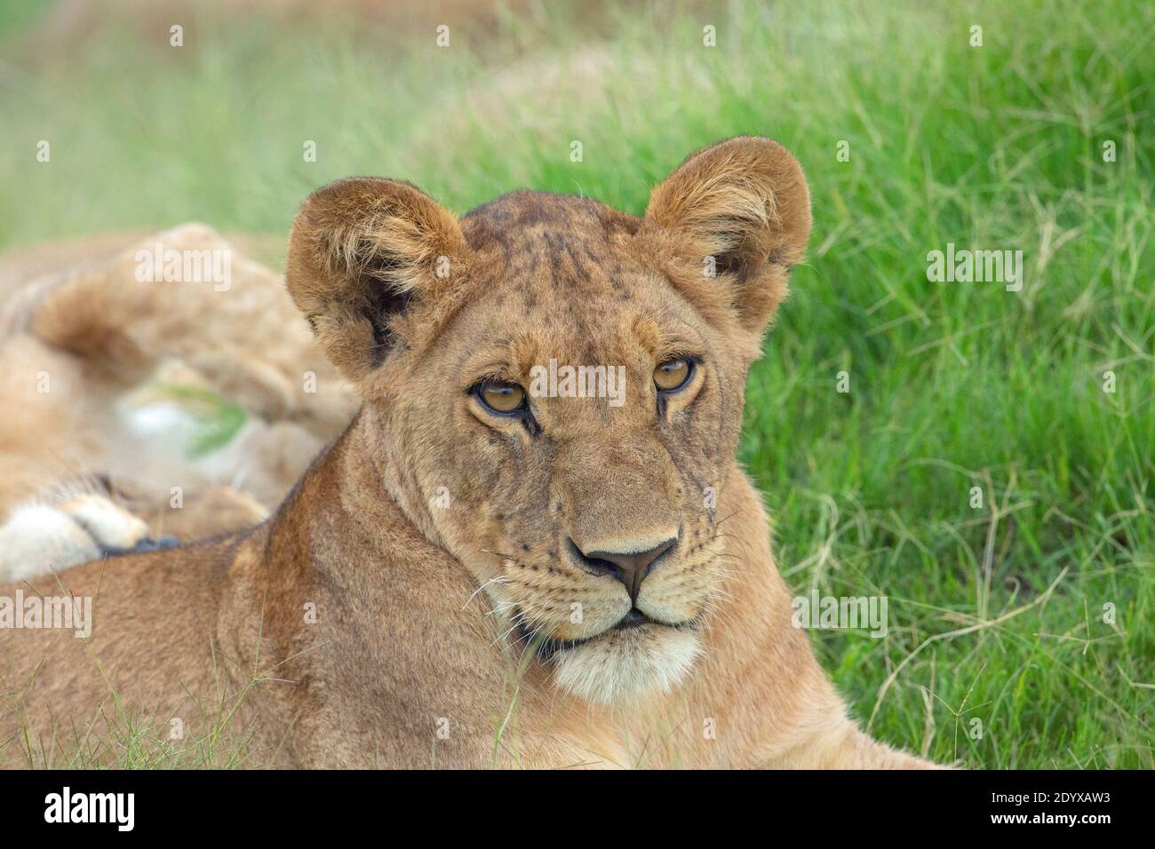 Leona africana (Panthera lio), detalle de cabeza, rasgos faciales. Contacto visual total. Comparativamente orejas grandes indicativas de un animal más joven. Foto de stock