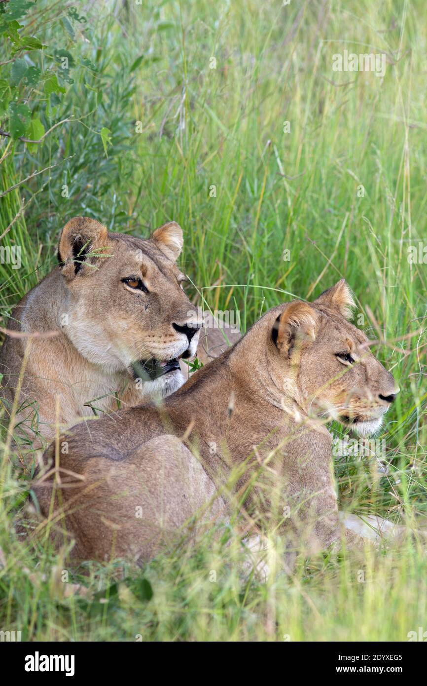 Leona detrás, y un cachorro grande (Panthera leo), buscando sombra en la sombra de la vegetación matorral desde la mitad del sol del día. Foto de stock