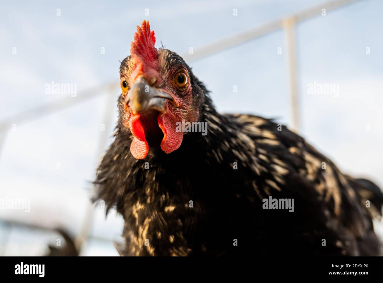 Recinto de pollos fotografías e imágenes de alta resolución - Página 2 -  Alamy