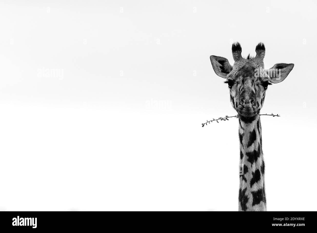 Retrato de jirafa en blanco y negro, Parque Nacional de Nairobi, Kenia Foto de stock
