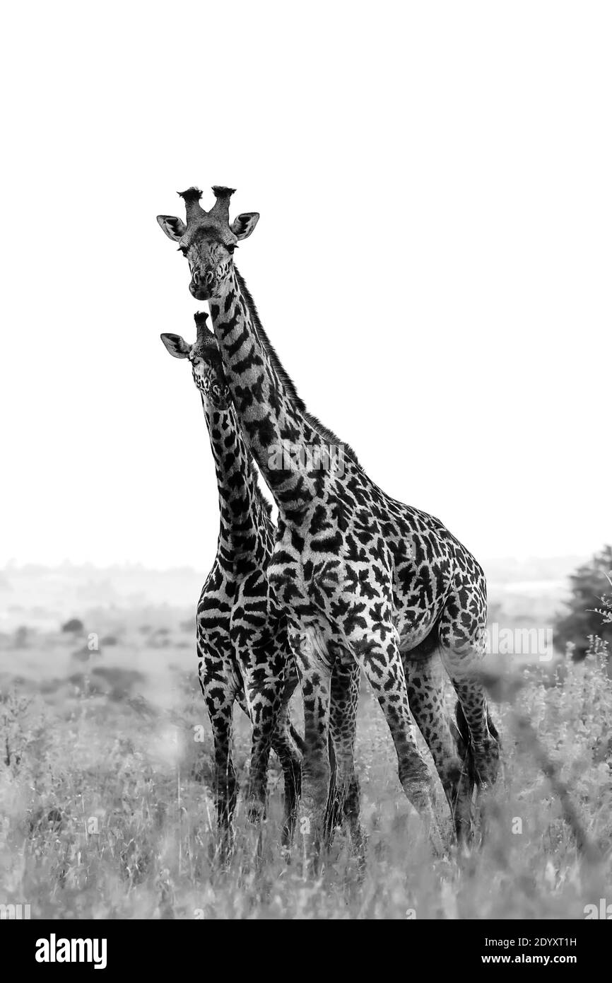 Retrato de jirafa en blanco y negro, Parque Nacional de Nairobi, Kenia Foto de stock